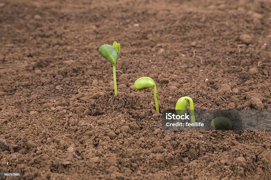 Plante croissant séquence de sol isolé sur fond blanc - Photo de Affaires libre de droits