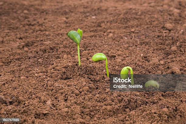 Photo libre de droit de Plante Croissant Séquence De Sol Isolé Sur Fond Blanc banque d'images et plus d'images libres de droit de Affaires