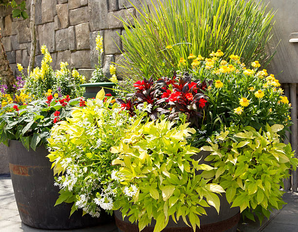 istock Barrels of flowers 180748055