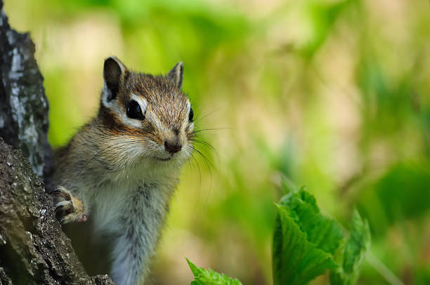 istock Closeup of a cute chipmunk on tree stump 180748120