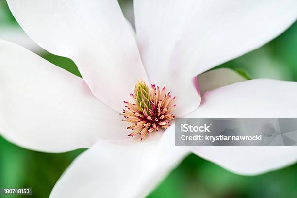 Magnólia Flores Única - Fotografias de stock e mais imagens de Amor - Amor, Beleza, Beleza natural