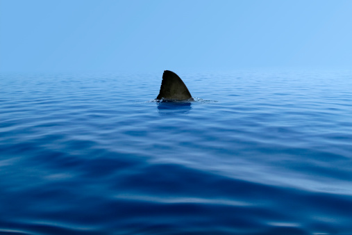 Great white shark smiling in the blue ocean