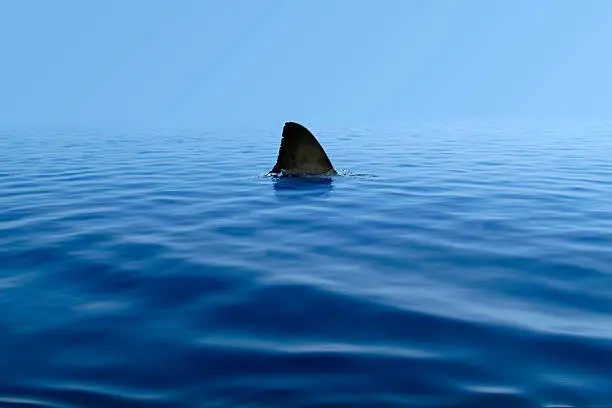 Photo of Shark Fin Above Water