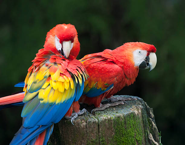 istock Scarlet Macaw Parrot Couple 180748266