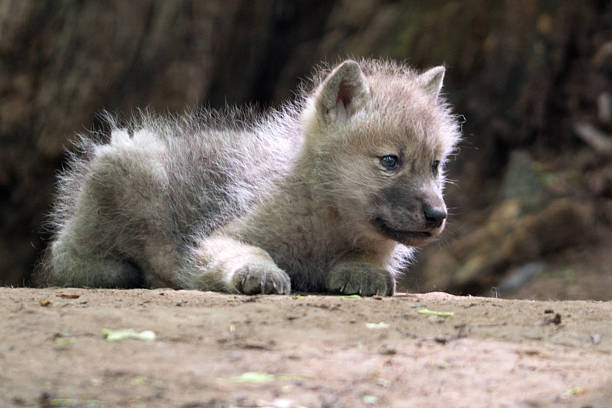 Cute Baby Arctic Wolf