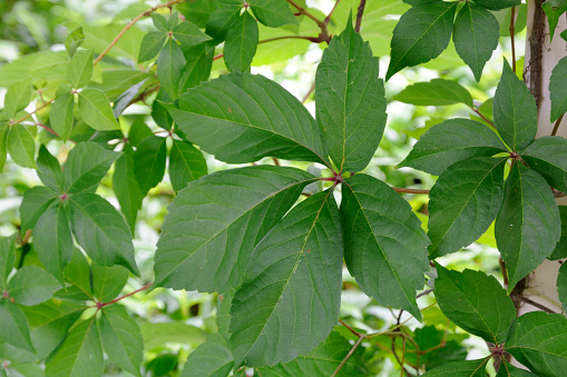Leaves of a Virginia Creeper Vine (Parthenocissus quinquefolia). Woodbine