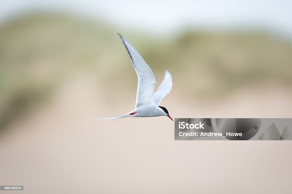 Arctic Tern (Sterna paradisaea)  Arctic Tern Stock Photo