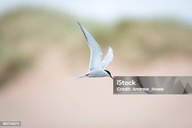 Arctic Tern Stock Photo - Download Image Now - Arctic Tern, Flying, Animal Wildlife