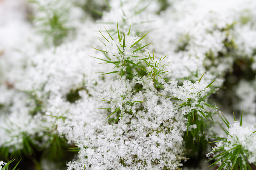Snow on the rosemary plant