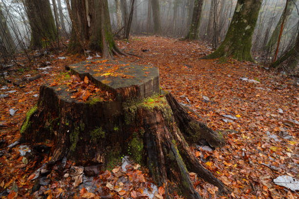 late autumn forest in fog
