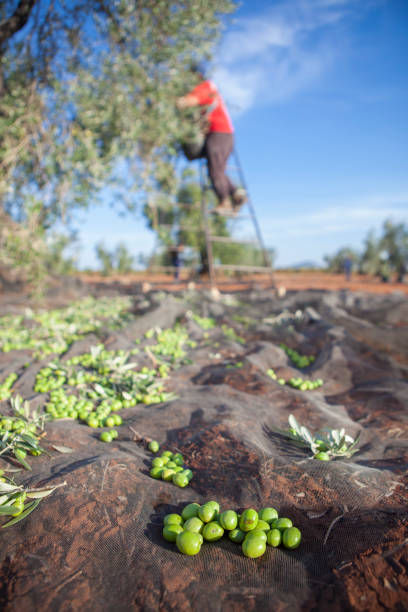 Olives collection net. Laborer picking olives on the ladder in the background