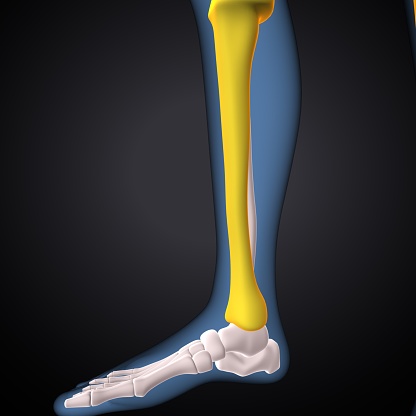 also known as the shinbone or shank bone, is the larger, stronger, and anterior (frontal) of the two bones in the leg below the knee in vertebrates (the other being the fibula, behind and to the outside of the tibia);