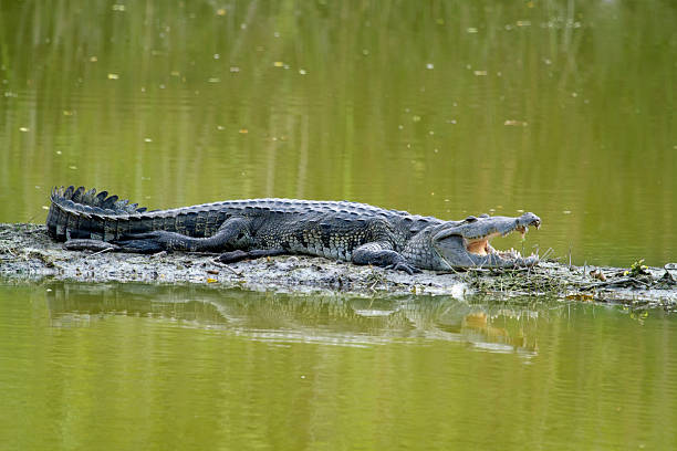 istock Full Body Morelet's Crocodile with open mouth 180748876