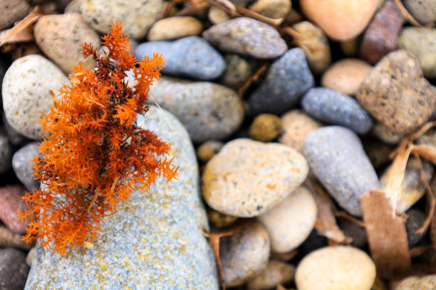 Colorful seaweed on gray boulder on the shore
