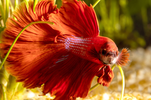 Macro shot of a male, half-moon siamese fighting fish (betta splendens) with an aquarium background.