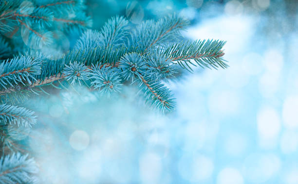 istock Blue spruce branch on blue bokeh background 1807489048