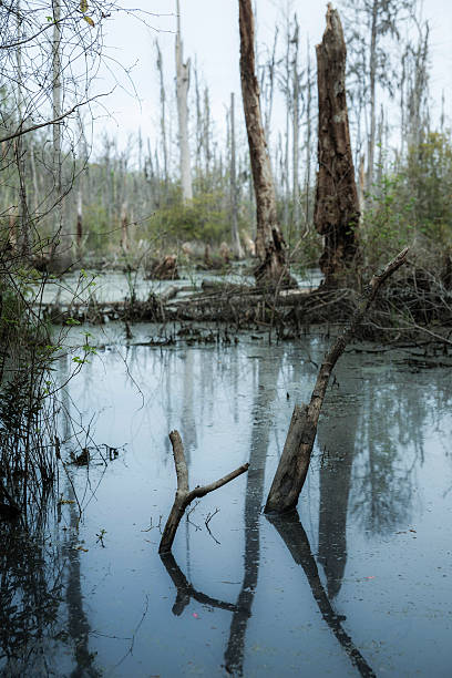 istock Swamp in South Carolina, USA 180749191