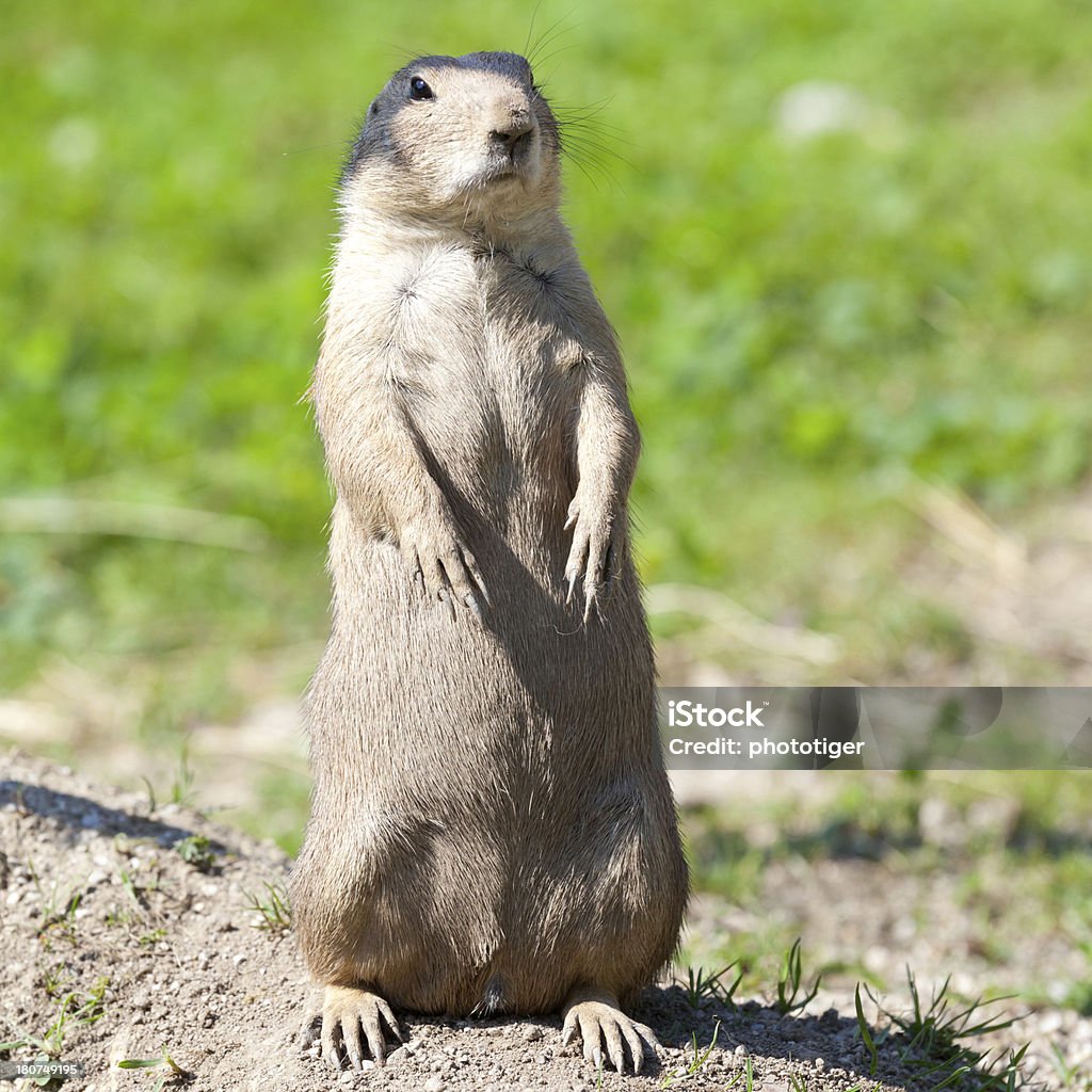 groundhog - Photo de Carré - Composition libre de droits