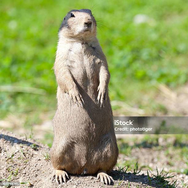 Photo libre de droit de Groundhog banque d'images et plus d'images libres de droit de Carré - Composition - Carré - Composition, Couleur verte, Faune