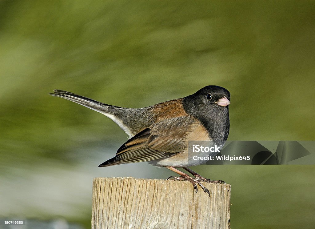 Junco pizarroso - Foto de stock de Junco pizarroso libre de derechos