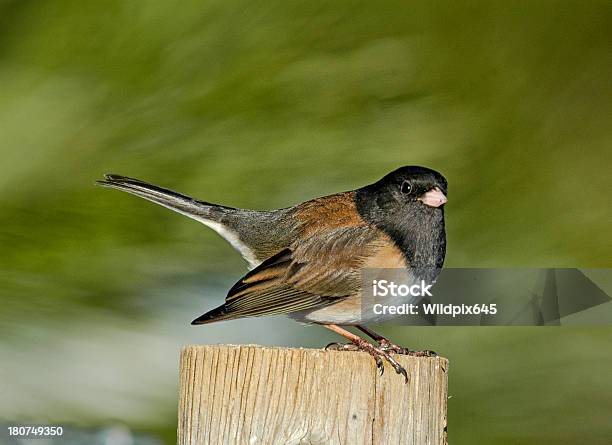 Junco Pizarroso Foto de stock y más banco de imágenes de Junco pizarroso - Junco pizarroso, América del norte, Animal