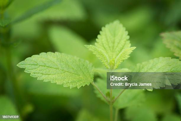 Lemon Balm Closeup Stock Photo - Download Image Now - Close-up, Extreme Close-Up, Gardening