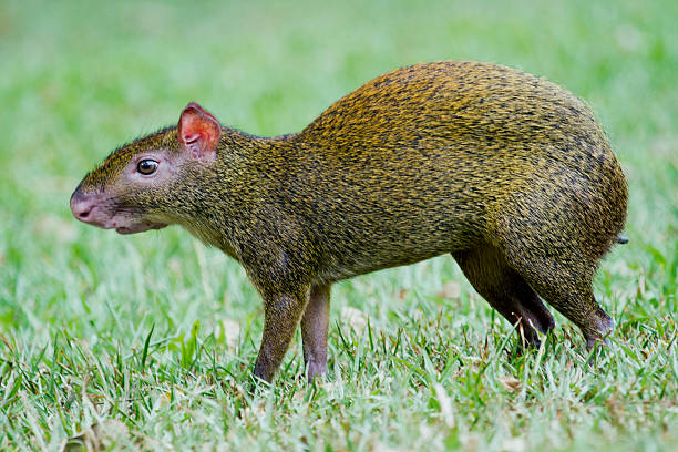 아구티 - agouti 뉴스 사진 이미지