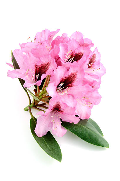 istock isolatedred pink Rhododendron 180749510