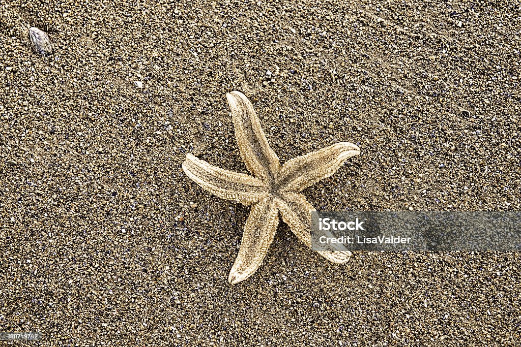 Star peixe - Foto de stock de Animal royalty-free