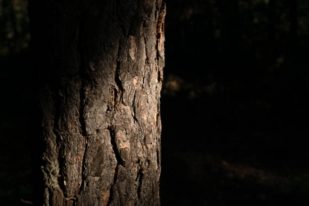 istock Close up of a pine bark illuminated by the sun with a dark background 1807497641