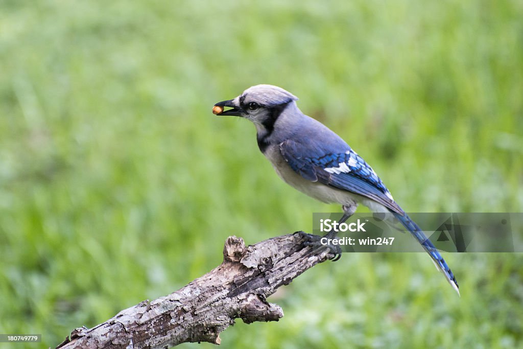 Beautiful Blue Jay Perched With Seed In Mouth Beautiful Blue Jay Perched On Branch With Seed In Mouth. This horizontal stock photo was taken outside in nature against a background of green grass. Animal Stock Photo