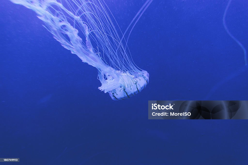 Méduse au blue water - Photo de Au fond de l'océan libre de droits