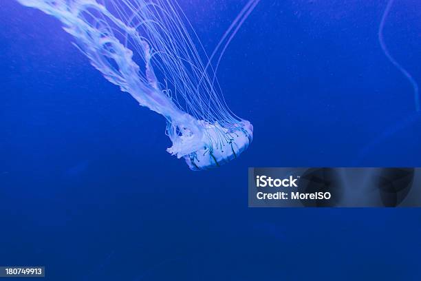 Photo libre de droit de Méduse Au Blue Water banque d'images et plus d'images libres de droit de Au fond de l'océan - Au fond de l'océan, Bleu, Eau