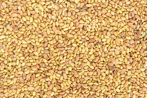 Alfalfa Seeds stock photo