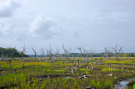 Contributed to global warming, trees in previously forested ares such as this have died due salt water intrusion as a result of the global rising of tides.