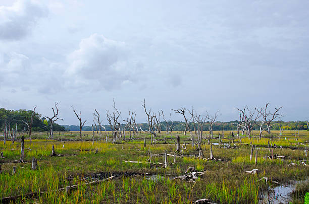 Global Warming Contributed to global warming, trees in previously forested ares such as this have died due salt water intrusion as a result of the global rising of tides. acid rain stock pictures, royalty-free photos & images