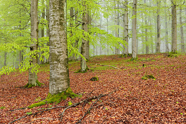 la forêt de hêtres brumeux arbre au début du printemps - beech tree wilderness area forest log photos et images de collection