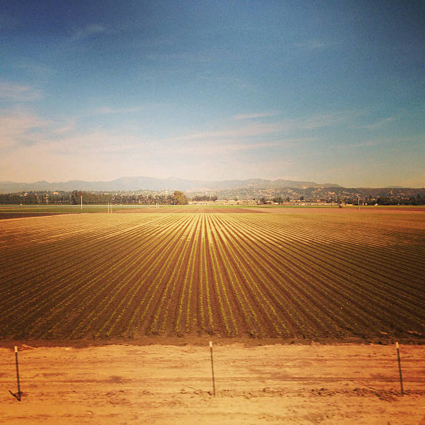 Mobilestock photo of a neatly plowed field of green vegatables in Southern California. Shot witn an iPhone, processed with Instagram.