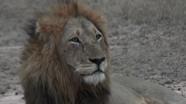 Portrait of a male lion resting and looking out into the distance