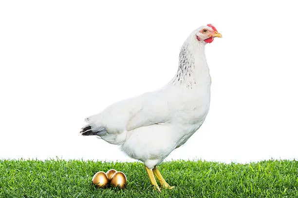 Photo of Hen laying golden eggs