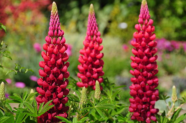 lupins, jersey. - jersey uk nature landscape - fotografias e filmes do acervo