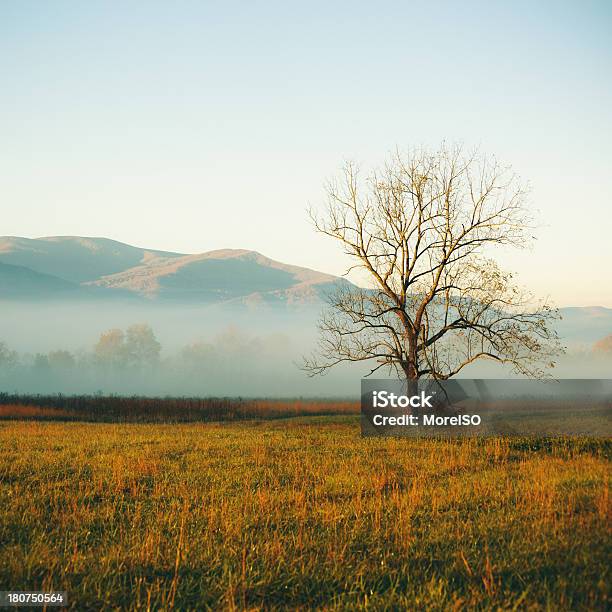 Photo libre de droit de Arbre Solitaire Dans Le Champ Great Smoky Mountains Cades Cove banque d'images et plus d'images libres de droit de Gatlinburg