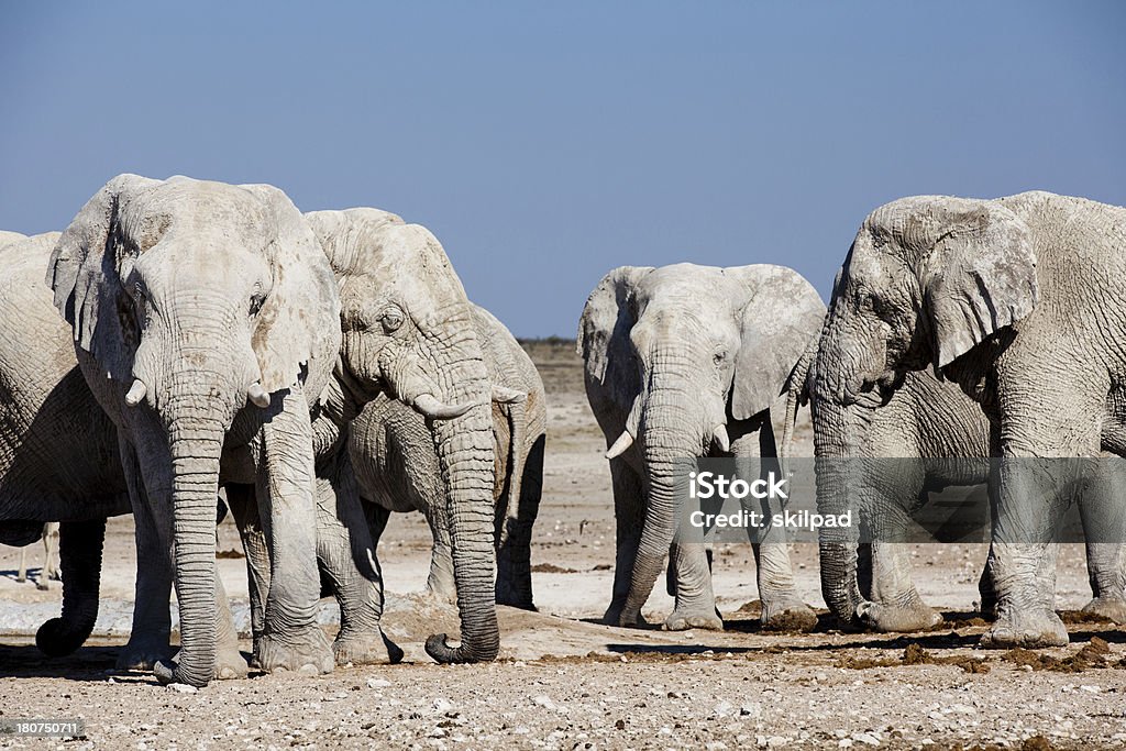 Manada de Elefantes - Royalty-free Animal de Safari Foto de stock