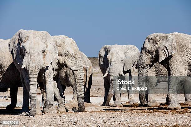 Manada De Elefantes - Fotografias de stock e mais imagens de Animal de Safari - Animal de Safari, Animal selvagem, Ao Ar Livre