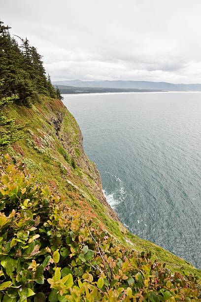 Steep Hillside at Cape Lookout The landscapes and seascapes of the Pacific Coast are a constant source of inspiration for photographers. This picture of a steep hillside and the Pacific Ocean was photographed from Cape Lookout near Tillamook, Oregon, USA. jeff goulden oregon coast stock pictures, royalty-free photos & images