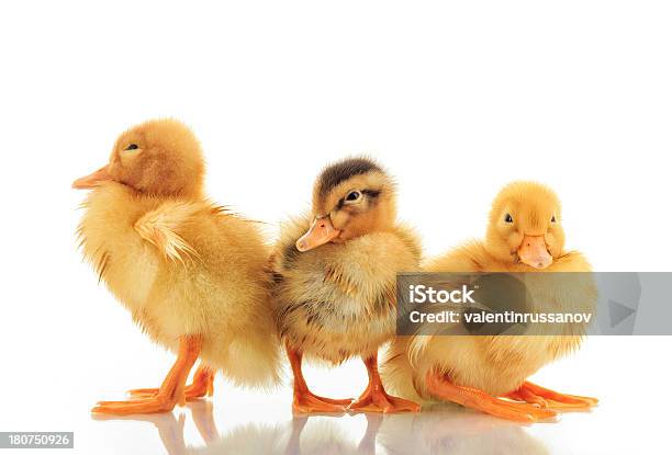 Patinho De Três Dias - Fotografias de stock e mais imagens de Patinho - Patinho, Fila - Arranjo, Fundo Branco