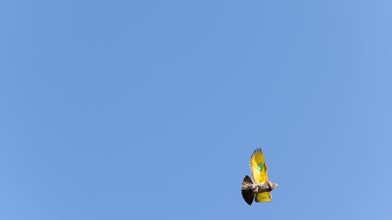 A pigeon flying during a competition with wings painted yellow and green to distinguish it against the blue sky with copy space. Pigeon keeping hobby concept