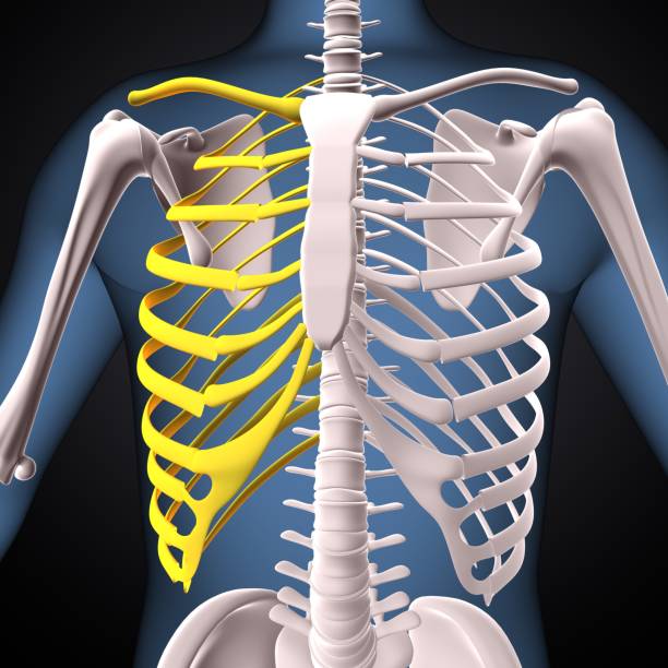 istock human skeleton spine,scapula,pelvis and backbone vertebrae anatomy. 3d illustration 1807511400