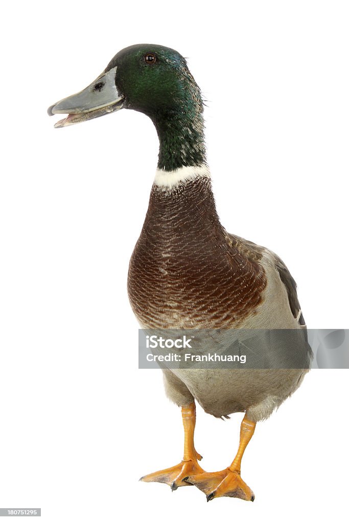 Mallard Drake Porträt - Lizenzfrei Ente - Wasservogel Stock-Foto