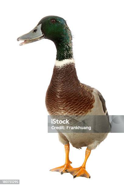 Mallard Drake Porträt Stockfoto und mehr Bilder von Ente - Wasservogel - Ente - Wasservogel, Weißer Hintergrund, Bunt - Farbton